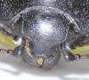Saprinus aegialius